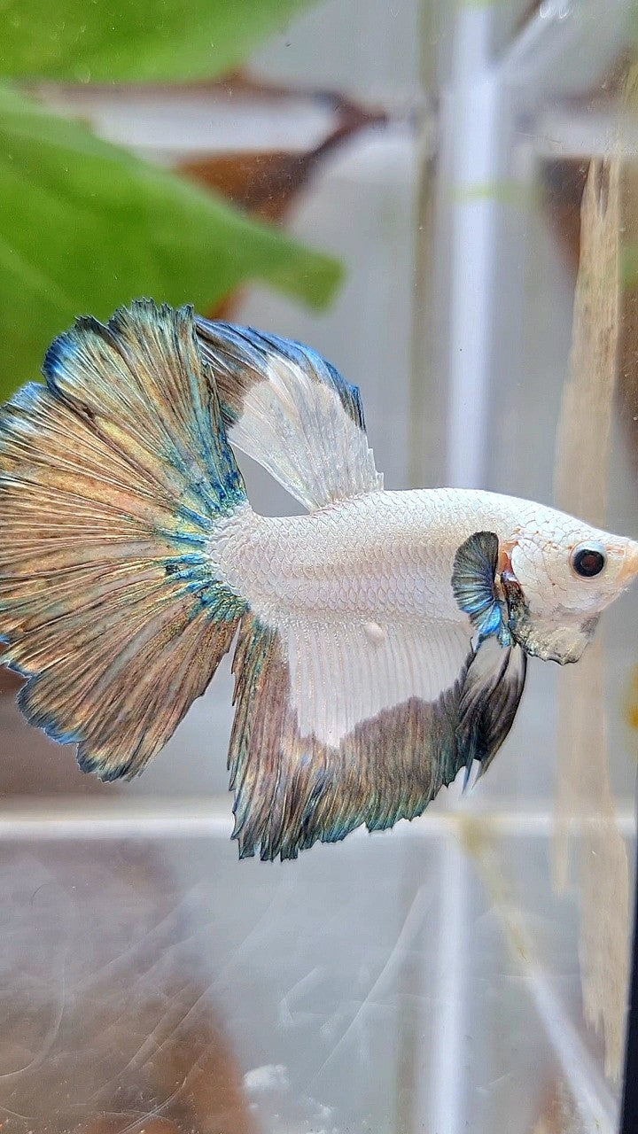 HALFMOON COPPER RIM PATTERN BETTA FISH