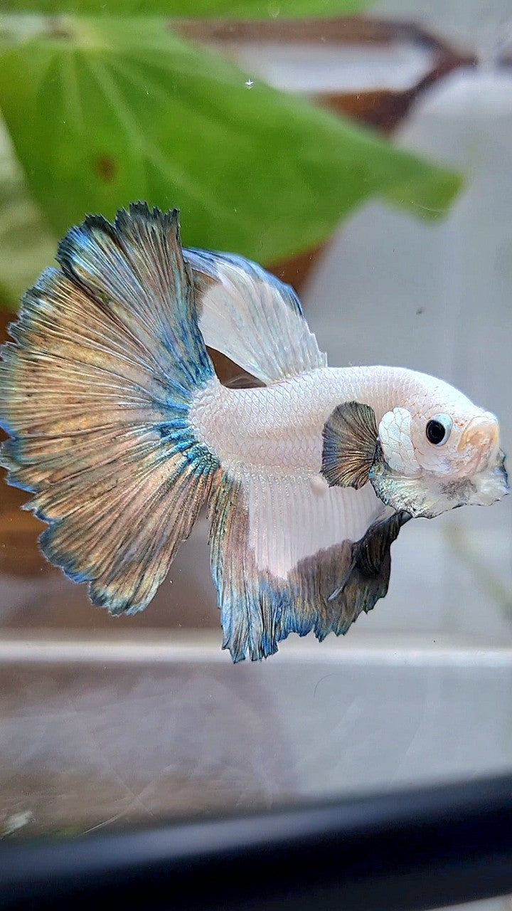 HALFMOON COPPER RIM PATTERN BETTA FISH
