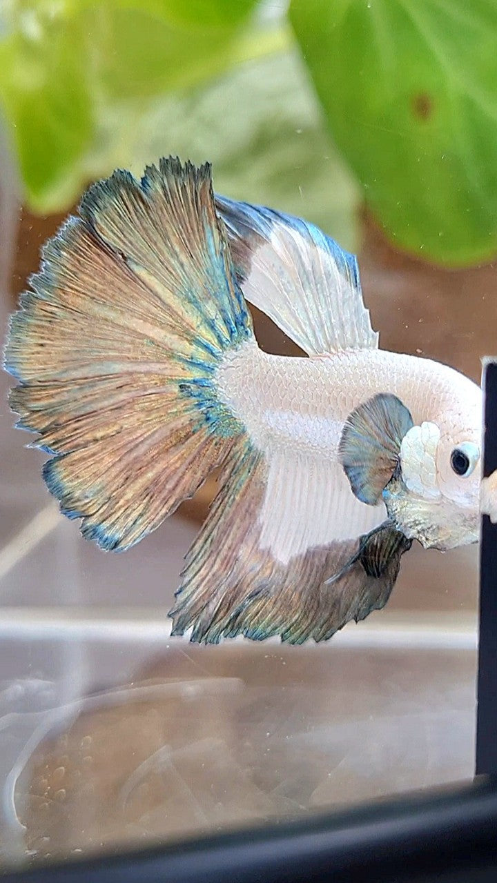 HALFMOON COPPER RIM PATTERN BETTA FISH