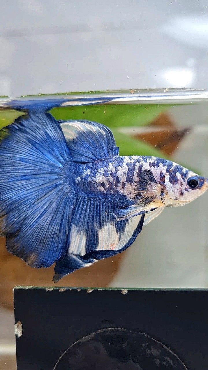 HALFMOON ROSETAIL SUPER DOTS BLUE RIM MARBLE BETTA FISH