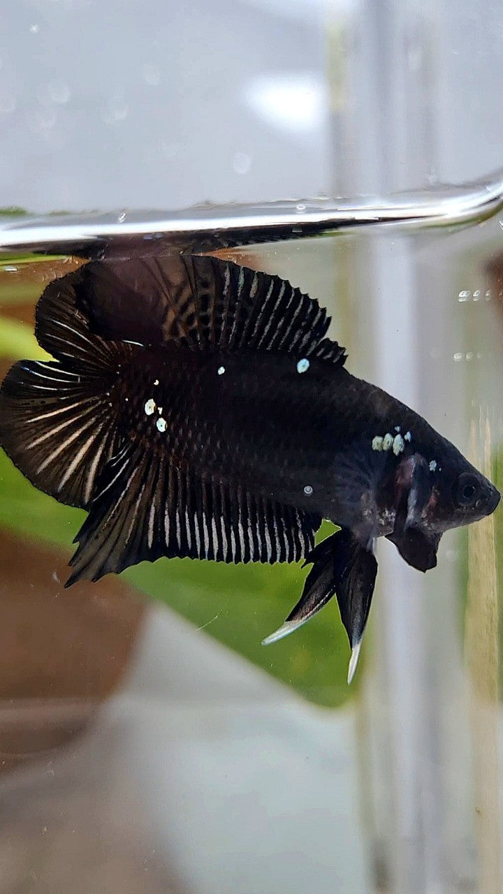 BATMAN PLAKAT DOUBLE TAIL BLACK COPPER GALAXY BETTA FISH