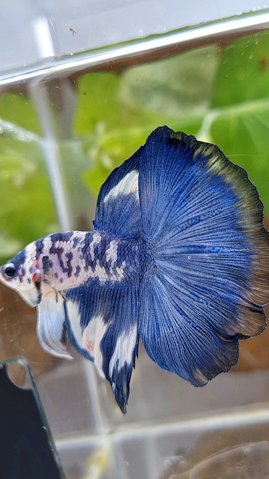 HALFMOON ROSETAIL SUPER DOTS BLUE RIM MARBLE BETTA FISH