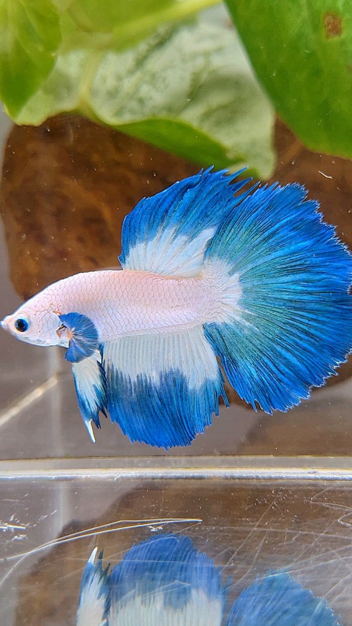 HALFMOON ROSETAIL BLUE RIM BETTA FISH
