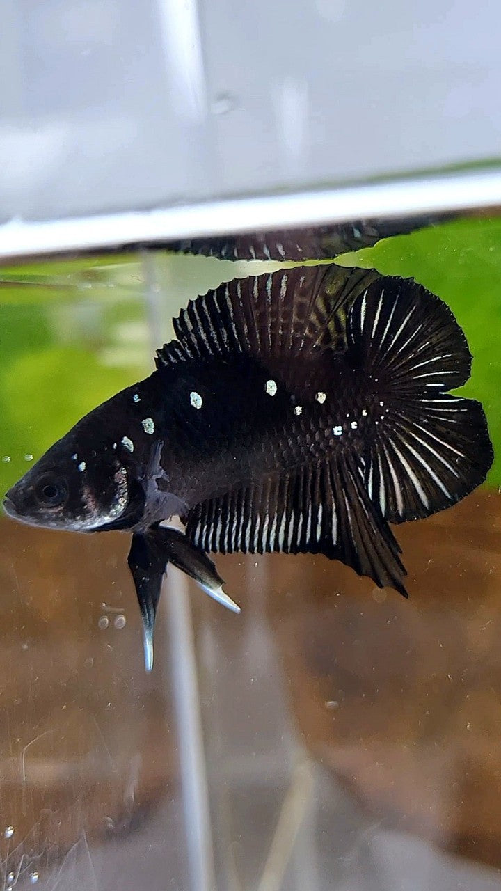 BATMAN PLAKAT DOUBLE TAIL BLACK COPPER GALAXY BETTA FISH