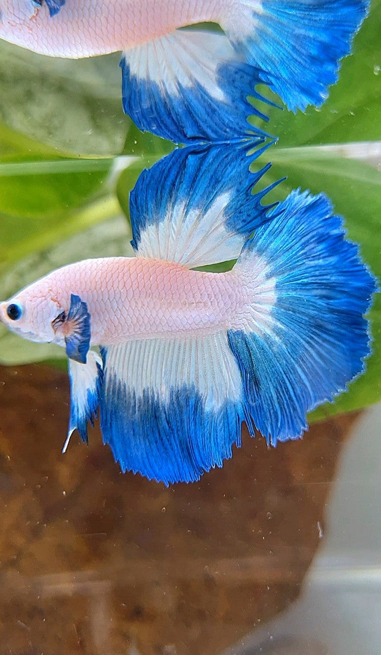 HALFMOON ROSETAIL BLUE RIM BETTA FISH