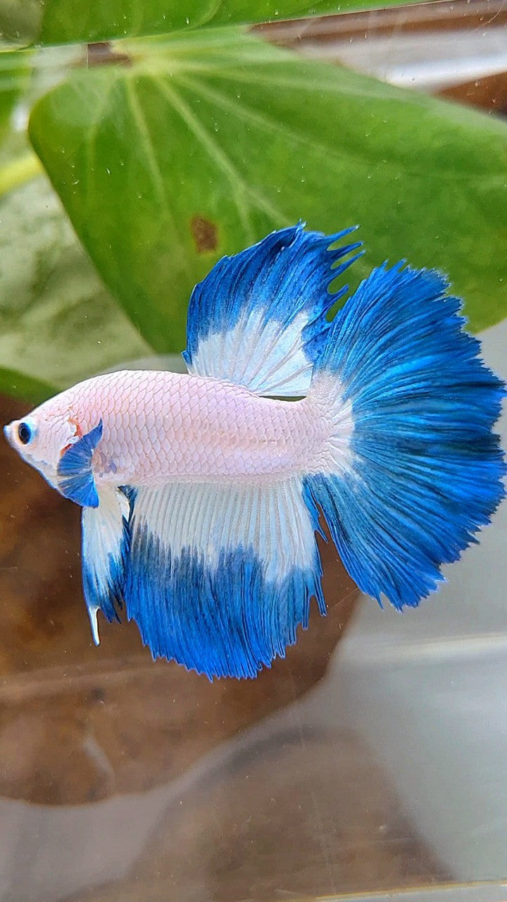 HALFMOON ROSETAIL BLUE RIM BETTA FISH