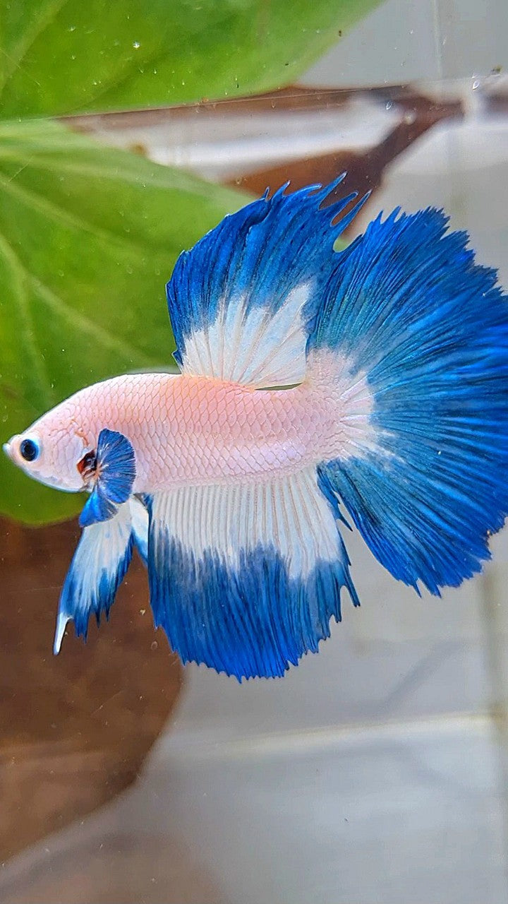 HALFMOON ROSETAIL BLUE RIM BETTA FISH