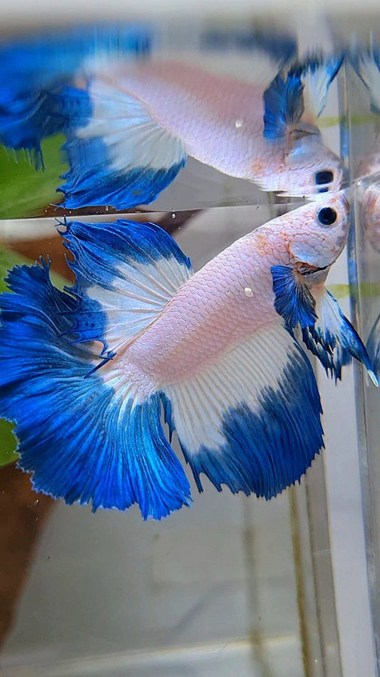 HALFMOON ROSETAIL BLUE RIM BETTA FISH