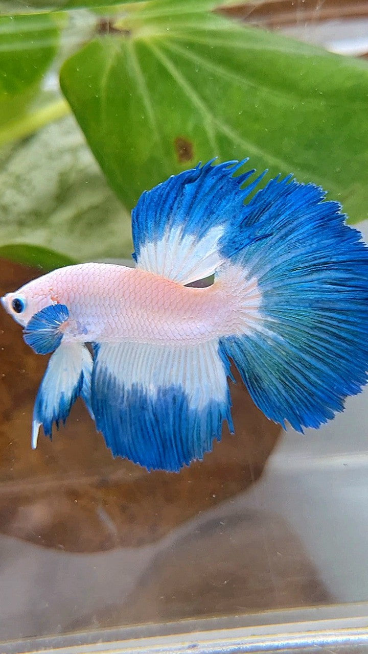 HALFMOON ROSETAIL BLUE RIM BETTA FISH