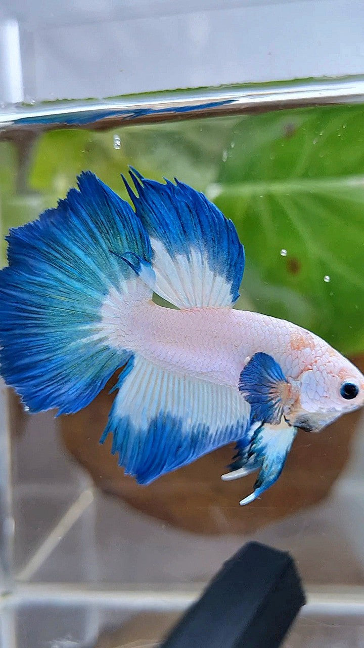 HALFMOON ROSETAIL BLUE RIM BETTA FISH