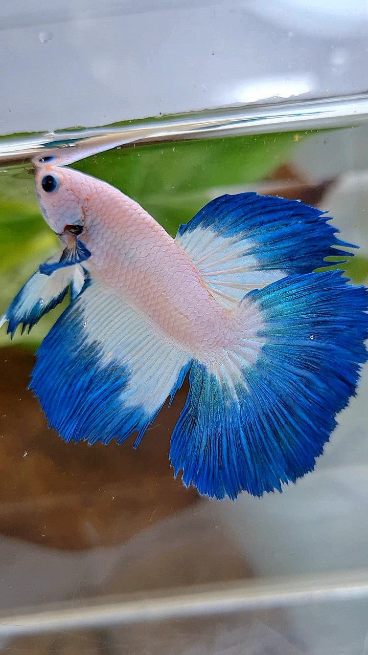 HALFMOON ROSETAIL BLUE RIM BETTA FISH