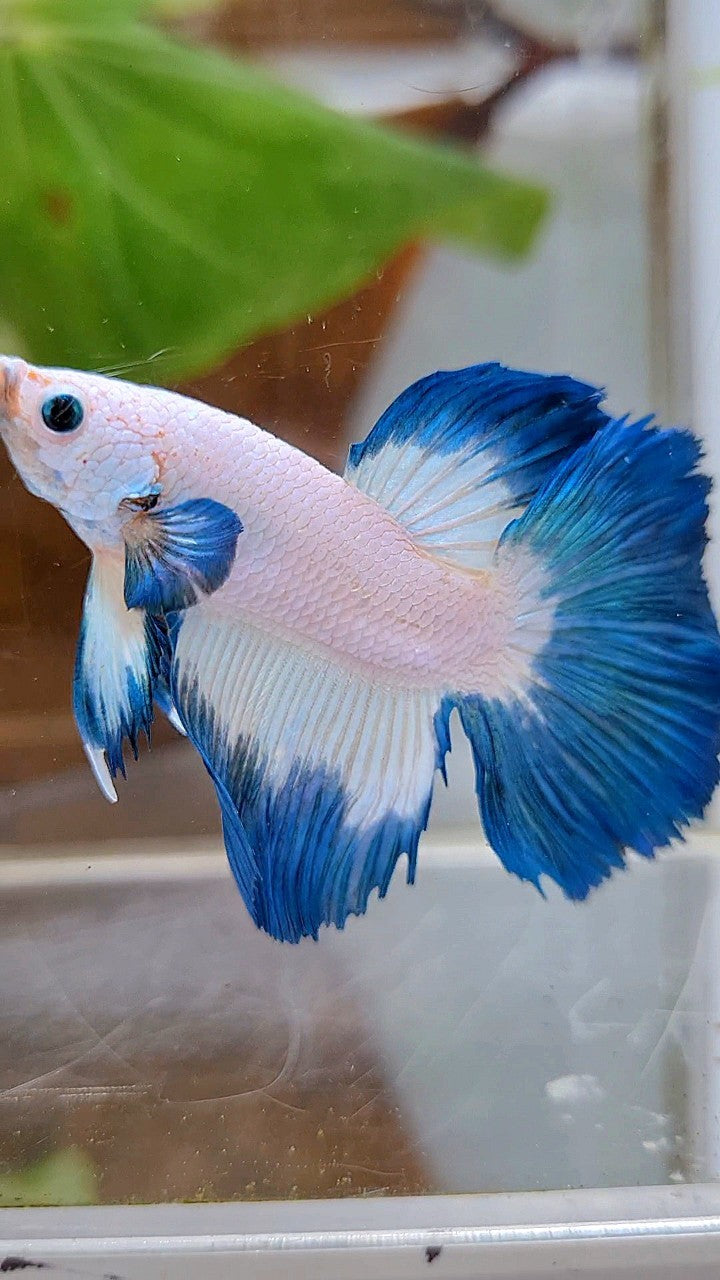 HALFMOON ROSETAIL BLUE RIM BETTA FISH