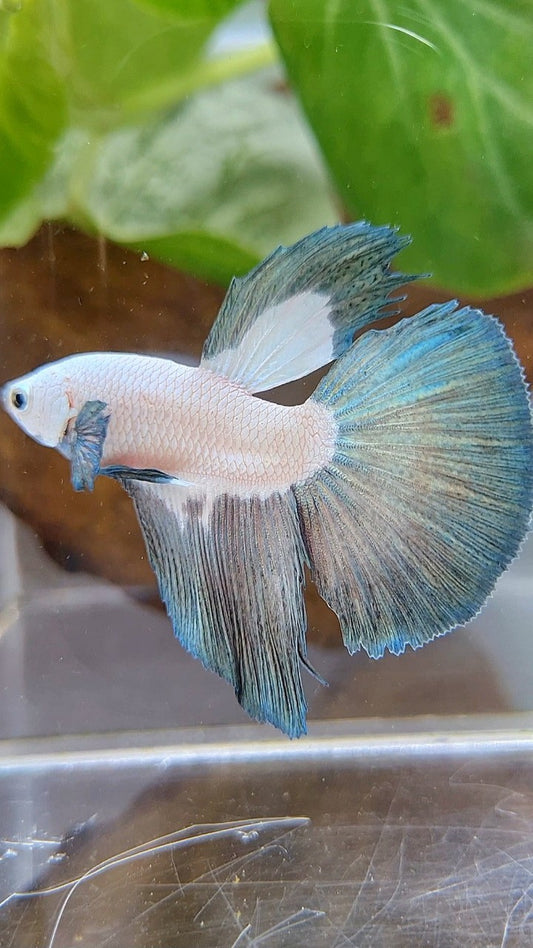 HALFMOON COPPER RIM BICOLOR BETTA FISH