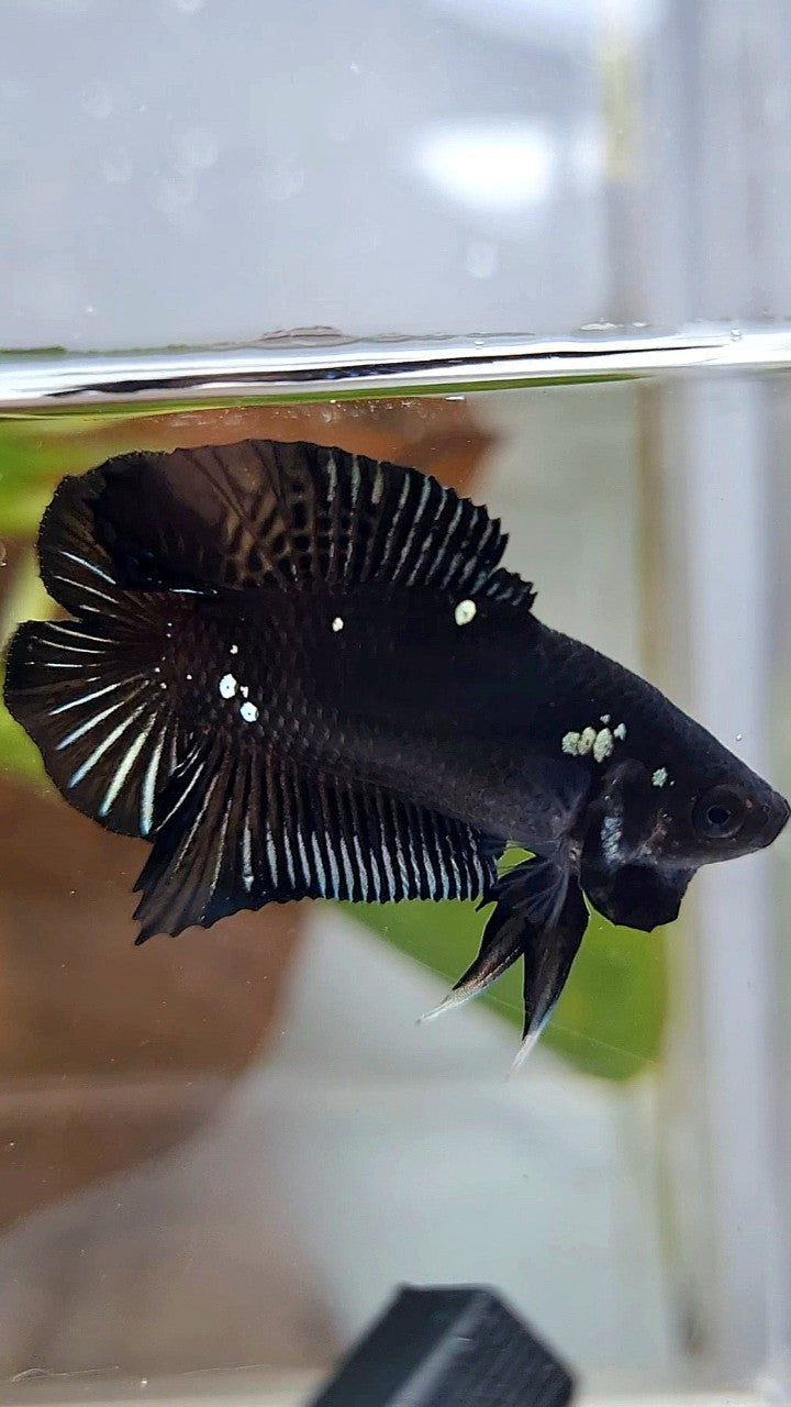 BATMAN PLAKAT DOUBLE TAIL BLACK COPPER GALAXY BETTA FISH