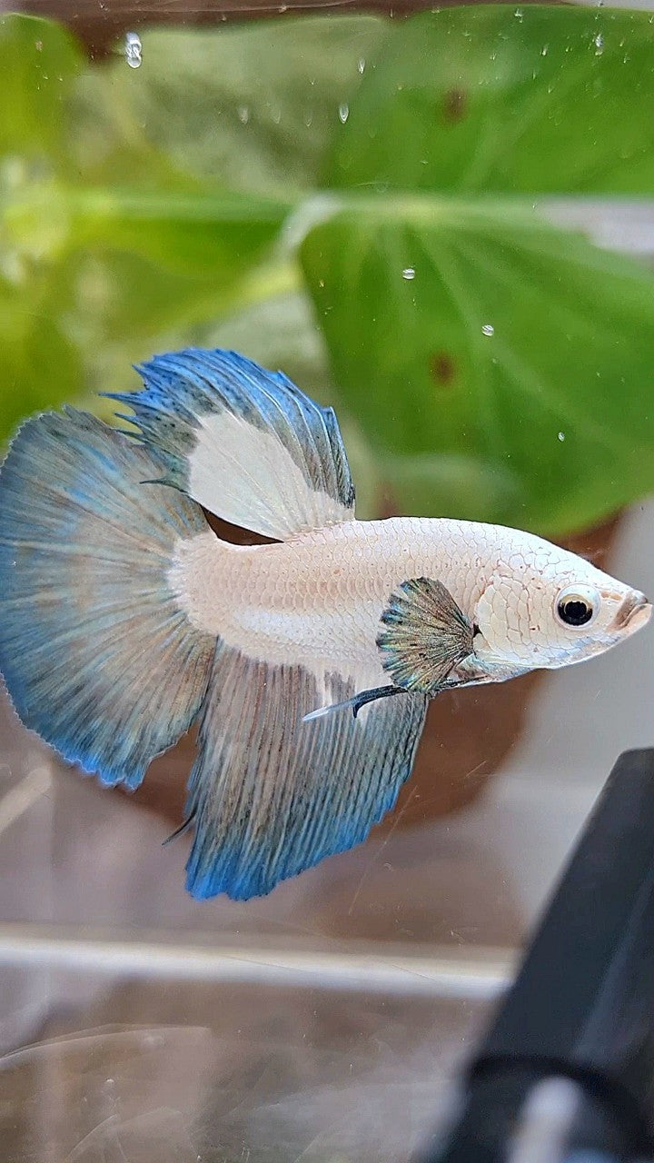 HALFMOON COPPER RIM BICOLOR BETTA FISH