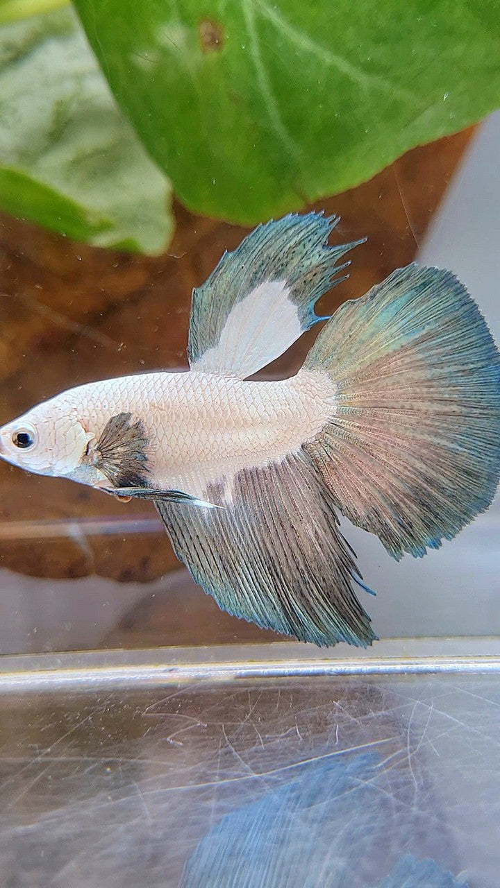 HALFMOON COPPER RIM BICOLOR BETTA FISH