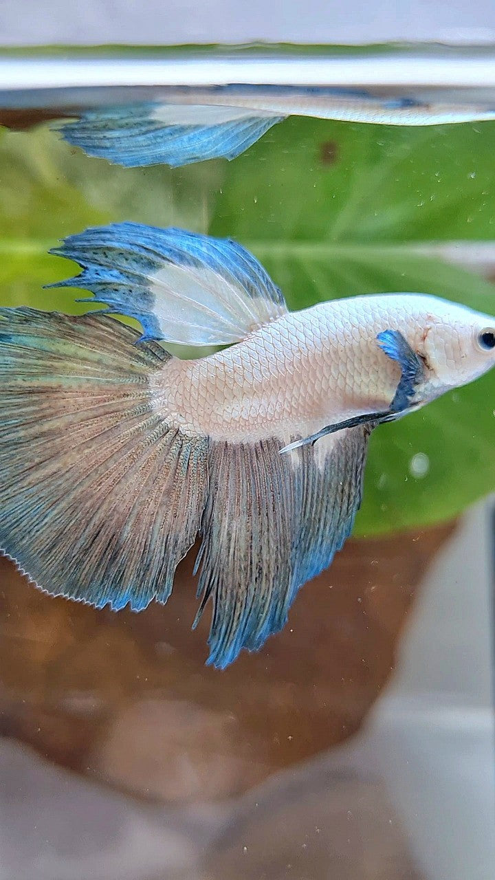 HALFMOON COPPER RIM BICOLOR BETTA FISH