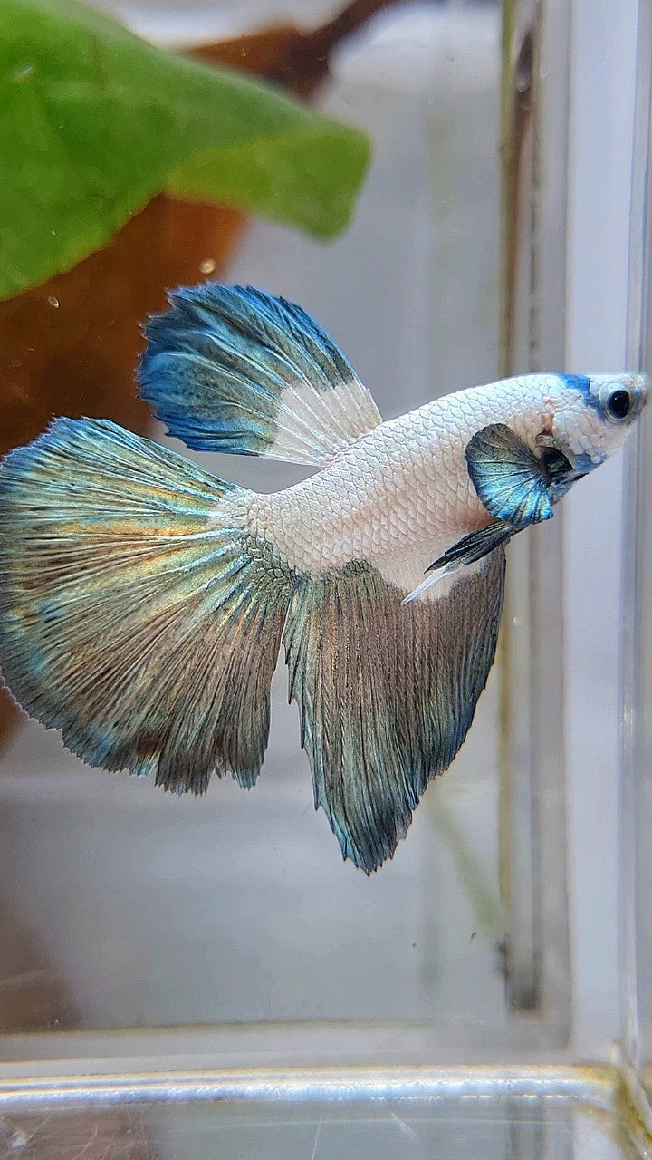 HALFMOON COPPER RIM BICOLOR BETTA FISH
