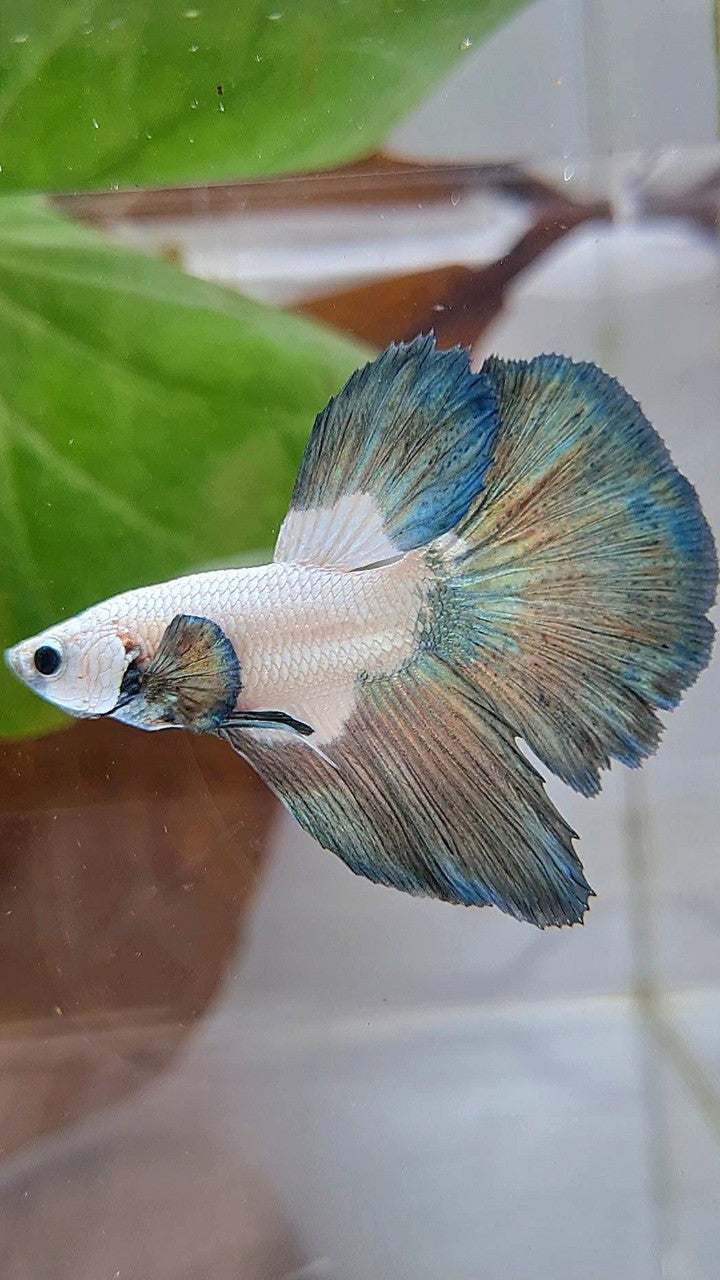HALFMOON COPPER RIM BICOLOR BETTA FISH