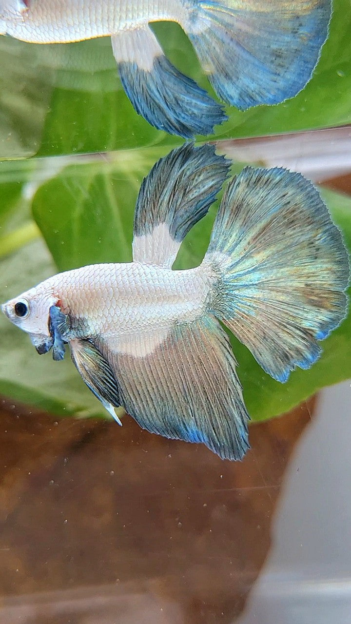 HALFMOON COPPER RIM BICOLOR BETTA FISH