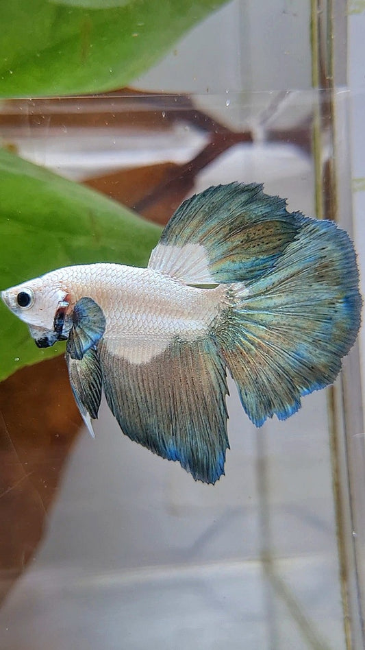 HALFMOON COPPER RIM BICOLOR BETTA FISH