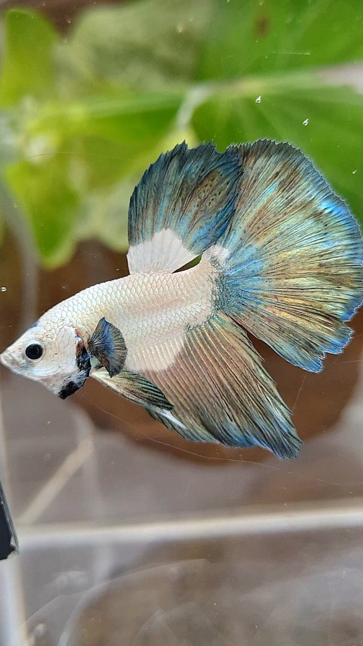 HALFMOON COPPER RIM BICOLOR BETTA FISH