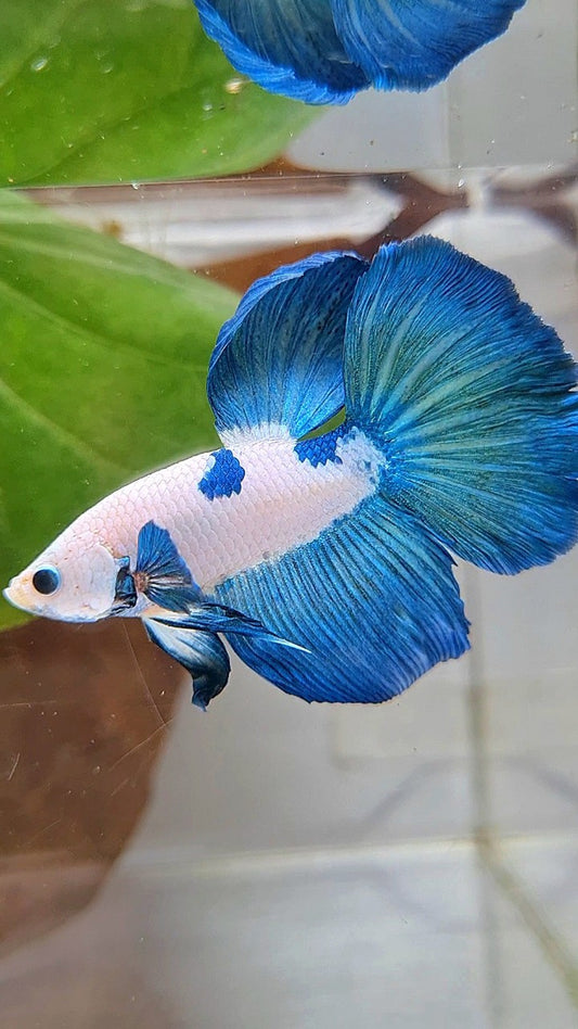 HALFMOON ROSETAIL BLUE RIM BICOLOR PANDA BETTA FISH