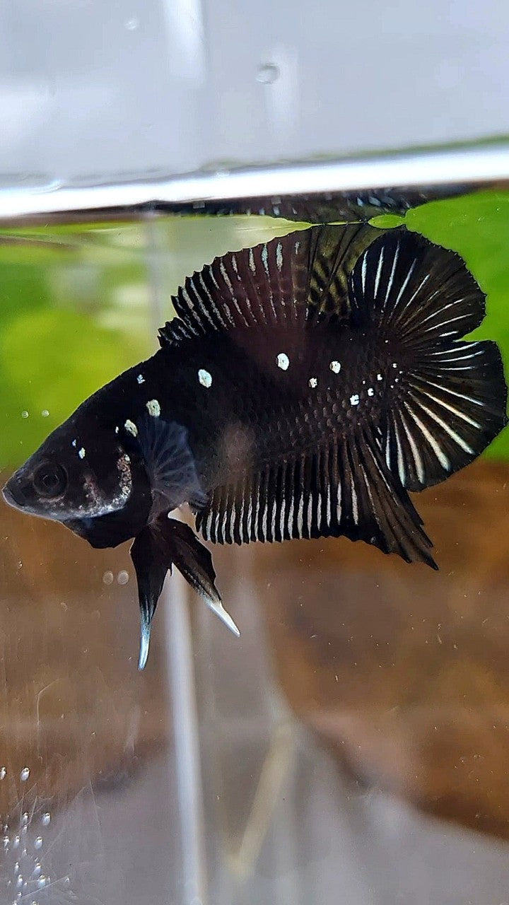 BATMAN PLAKAT DOUBLE TAIL BLACK COPPER GALAXY BETTA FISH