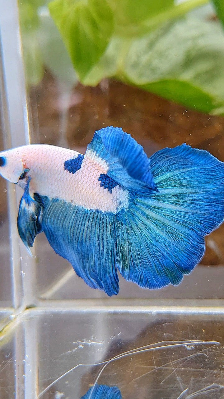 HALFMOON ROSETAIL BLUE RIM BICOLOR PANDA BETTA FISH