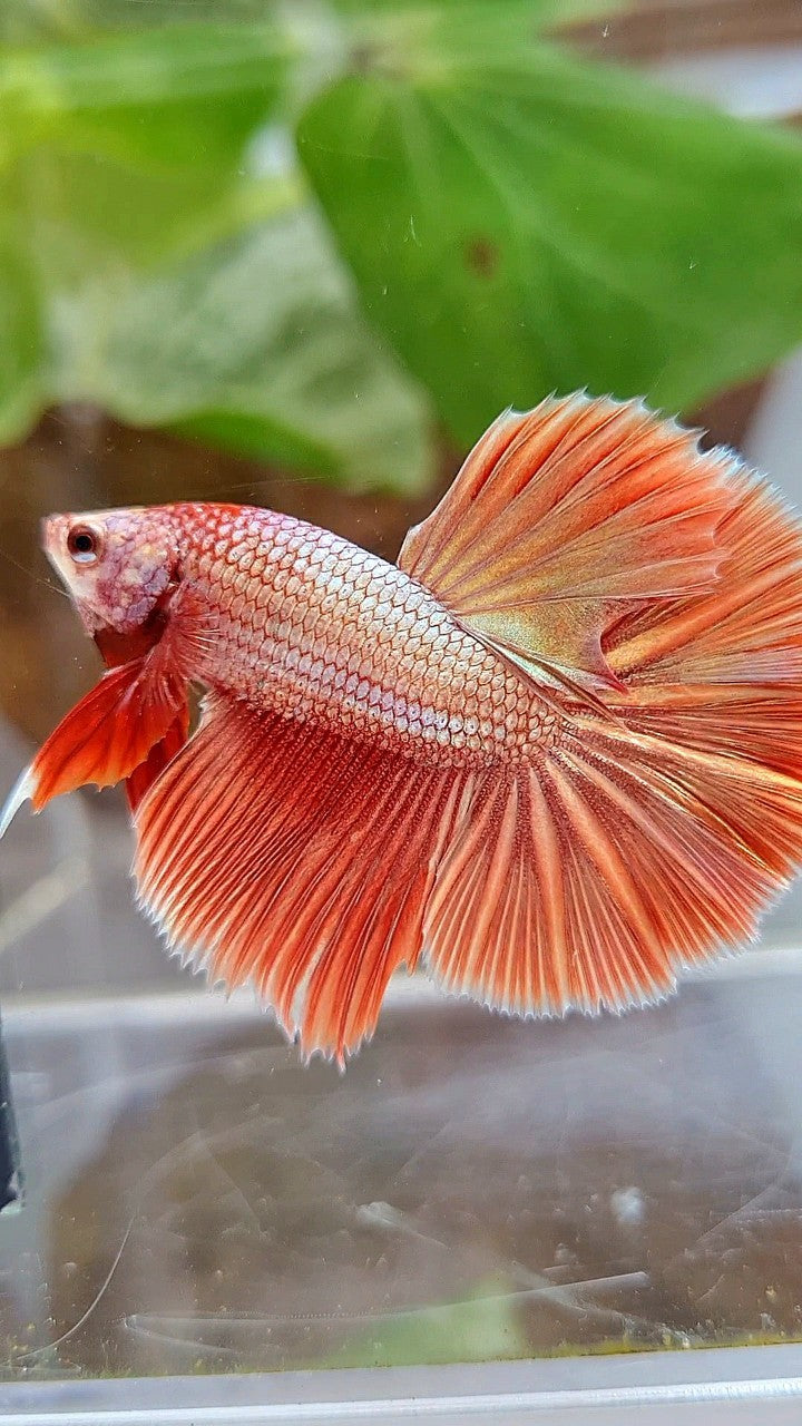 HALFMOON ROSETAIL SUPER ROSEGOLD BETTA FISH