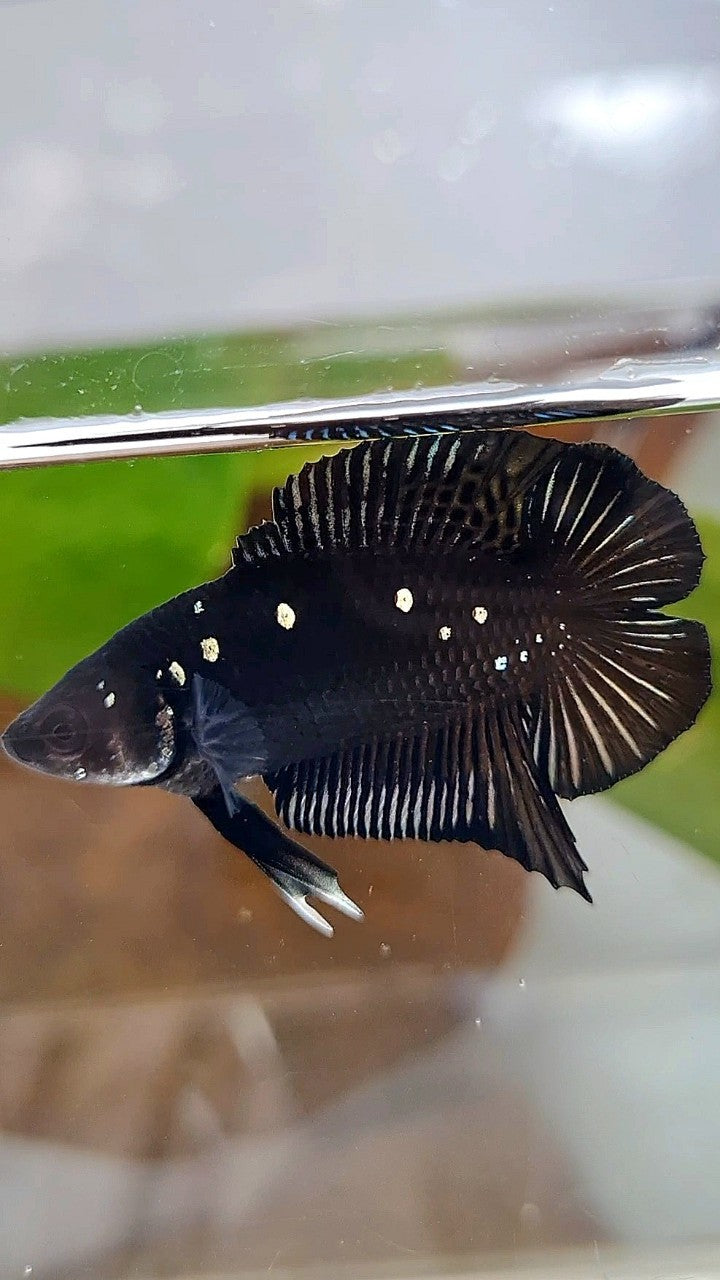 BATMAN PLAKAT DOUBLE TAIL BLACK COPPER GALAXY BETTA FISH