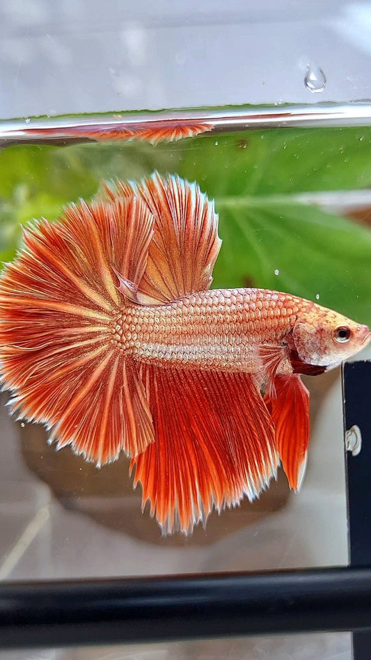LUXURY HALFMOON ROSETAIL SUPER ROSEGOLD BETTA FISH