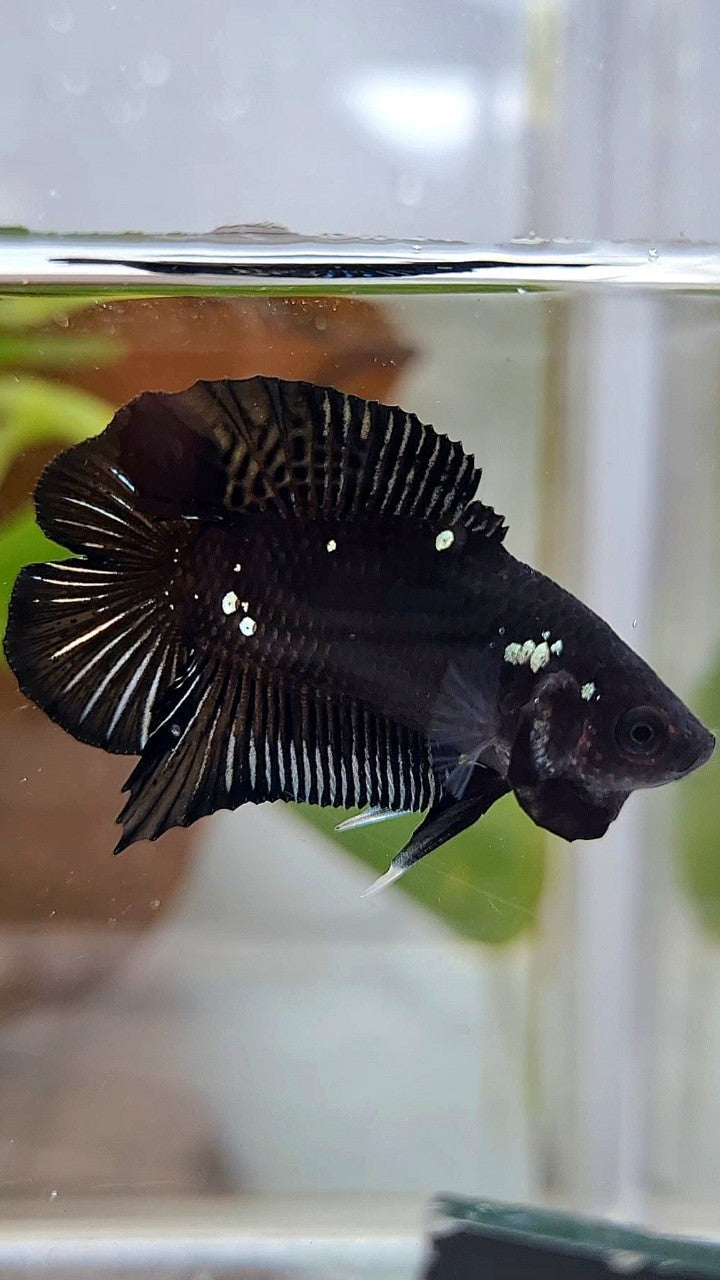 BATMAN PLAKAT DOUBLE TAIL BLACK COPPER GALAXY BETTA FISH