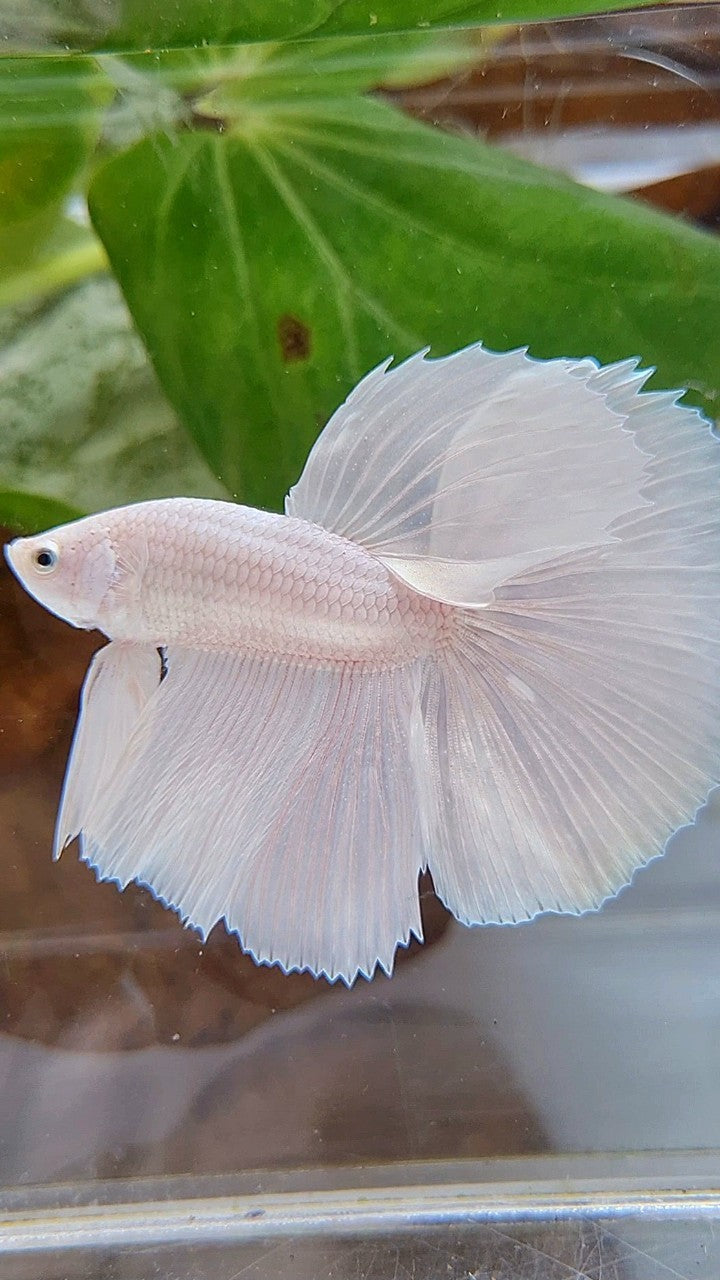HALFMOON ROSETAIL WHITE PLATINUM BETTA FISH
