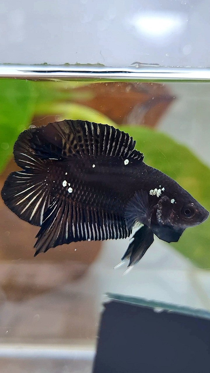 BATMAN PLAKAT DOUBLE TAIL BLACK COPPER GALAXY BETTA FISH
