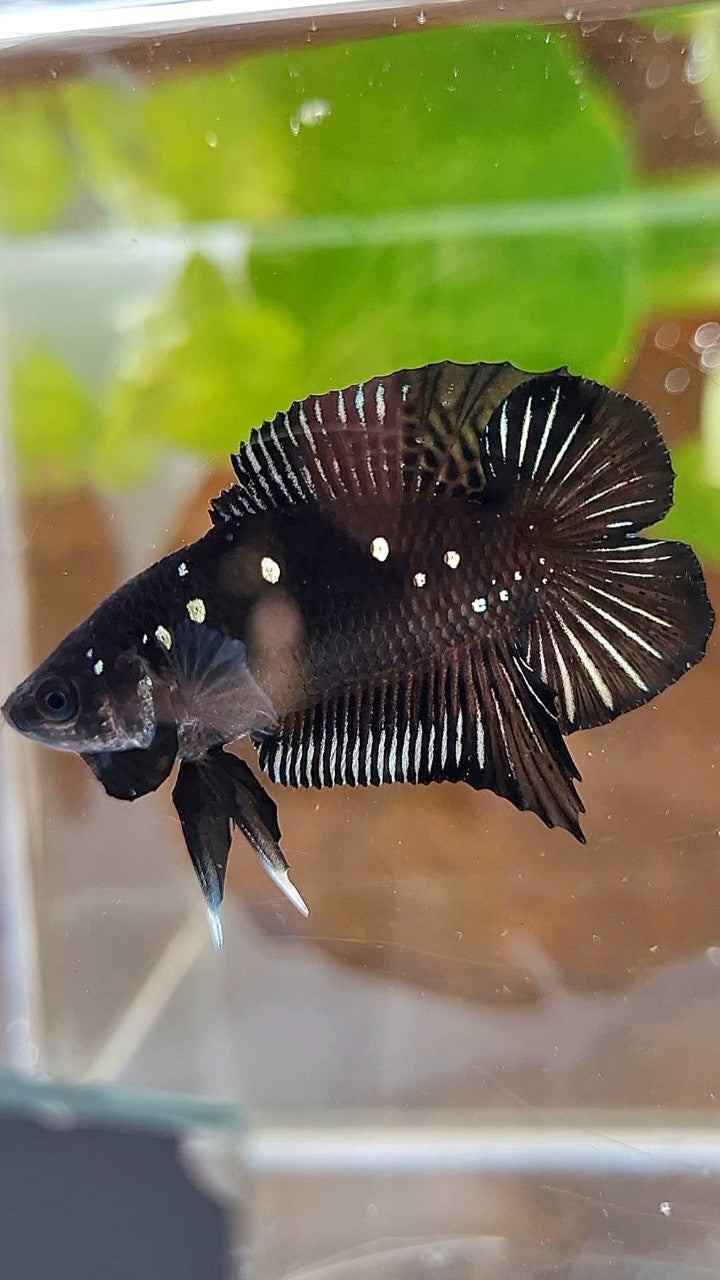 BATMAN PLAKAT DOUBLE TAIL BLACK COPPER GALAXY BETTA FISH