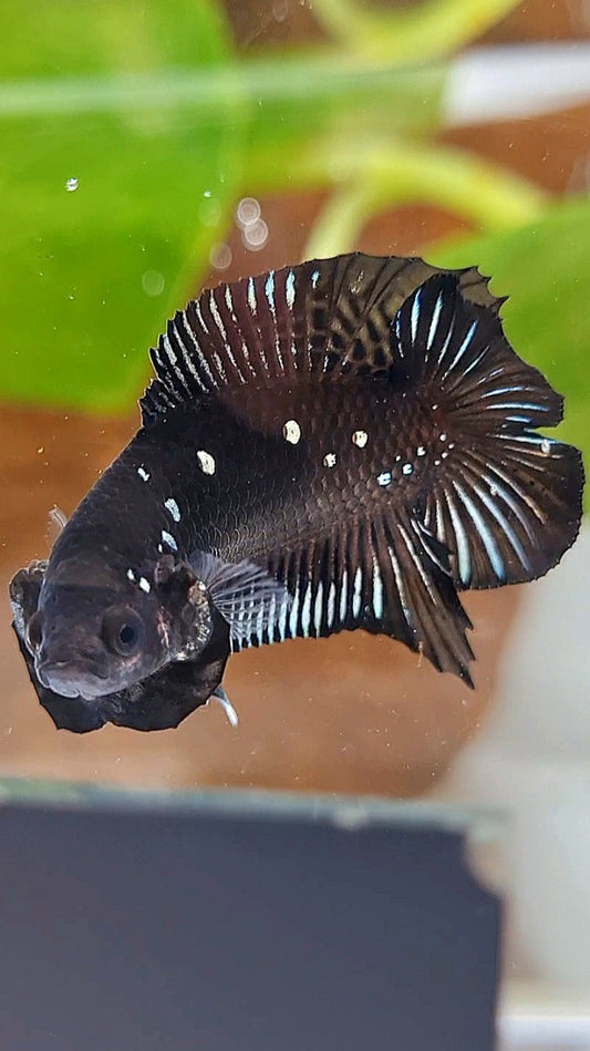 BATMAN PLAKAT DOUBLE TAIL BLACK COPPER GALAXY BETTA FISH