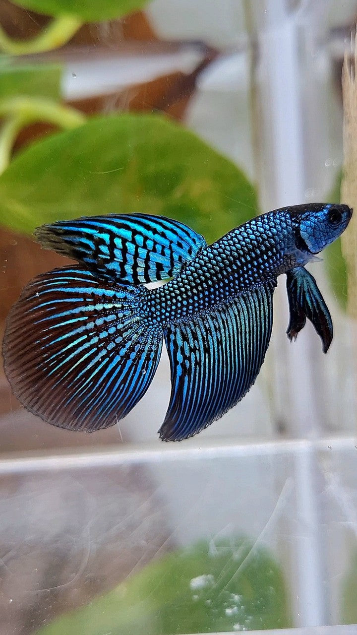 LONGFIN ALIEN GREEN HYBRID WILD BETTA FISH