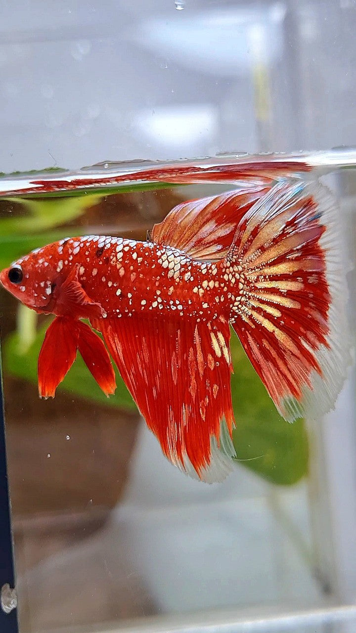 HALFMOON RED GOLDSTAR GALAXY RGG BETTA FISH