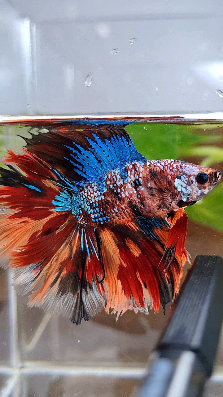 HALFMOON DOUBLE TAIL FIRE GALAXY MULTICOLOR BETTA FISH