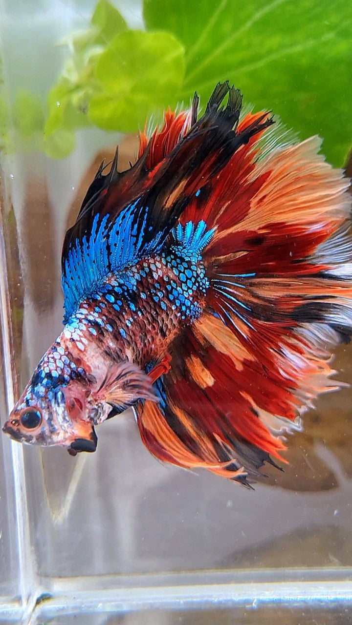 HALFMOON DOUBLE TAIL FIRE GALAXY MULTICOLOR BETTA FISH