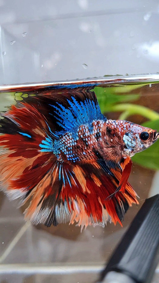 HALFMOON DOUBLE TAIL FIRE GALAXY MULTICOLOR BETTA FISH
