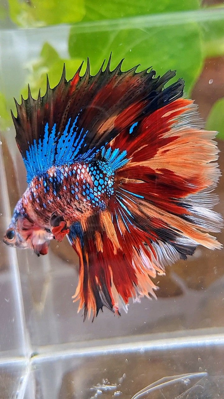 HALFMOON DOUBLE TAIL FIRE GALAXY MULTICOLOR BETTA FISH
