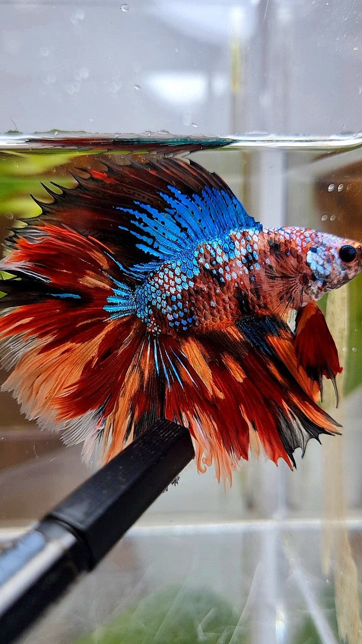 HALFMOON DOUBLE TAIL FIRE GALAXY MULTICOLOR BETTA FISH