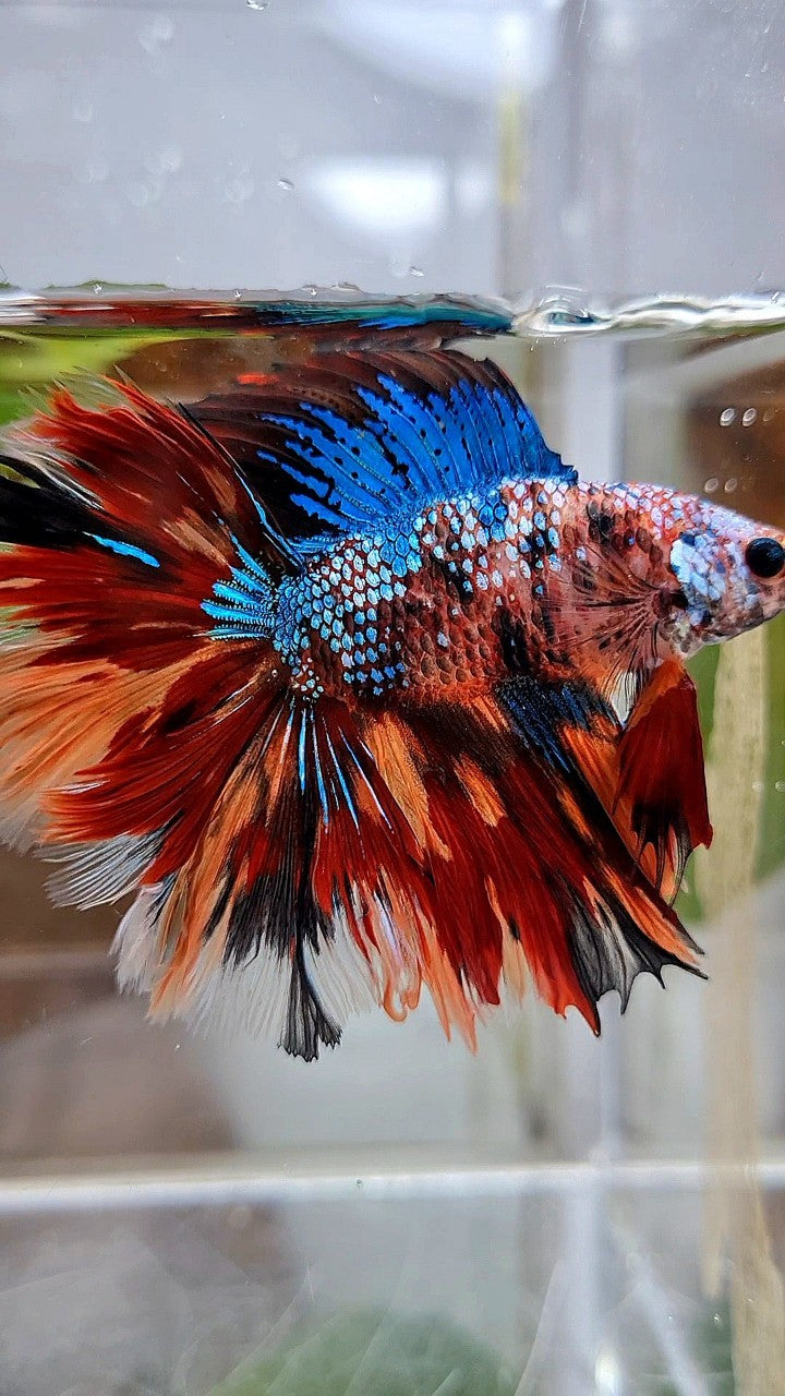 HALFMOON DOUBLE TAIL FIRE GALAXY MULTICOLOR BETTA FISH