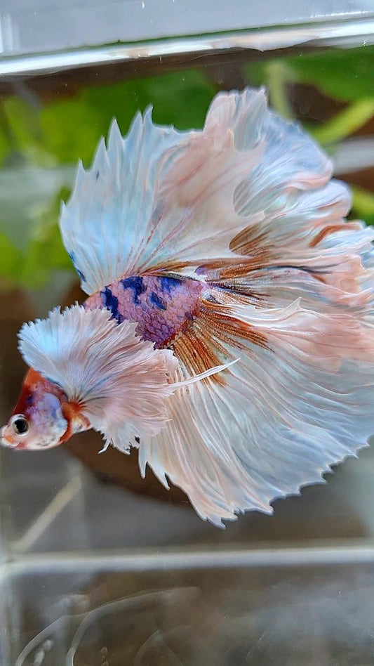 LUXURY HALFMOON DUMBO EAR ROSETAIL WHITE CANDY MULTICOLOR BETTA FISH