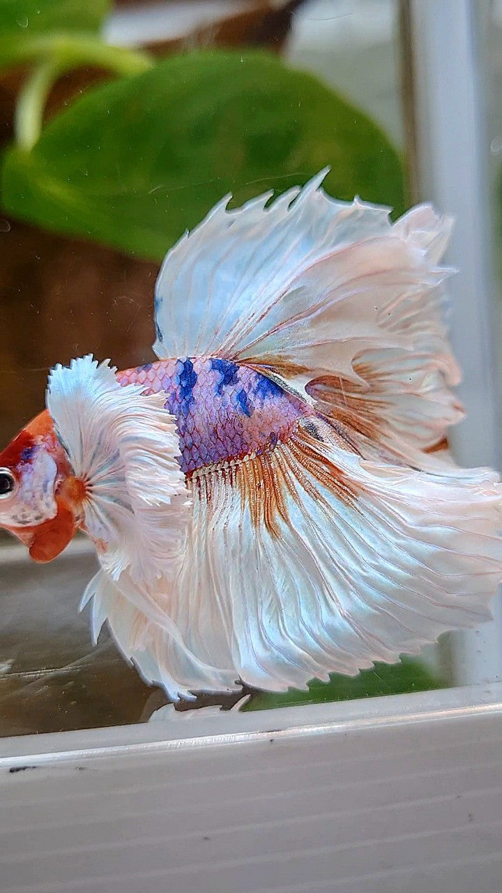 LUXURY HALFMOON DUMBO EAR ROSETAIL WHITE CANDY MULTICOLOR BETTA FISH