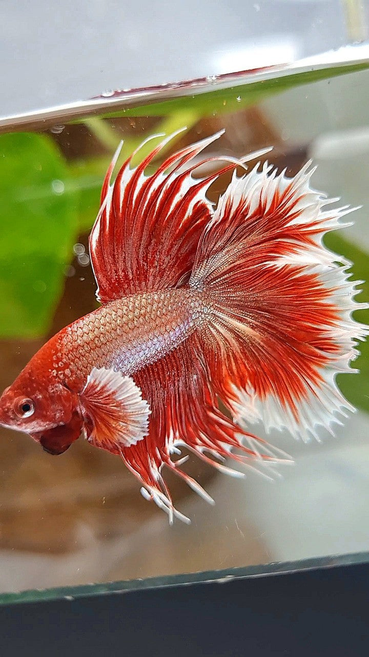 HALFMOON DOUBLE TAIL DUMBO EAR ROSEGOLD RED BETTA FISH
