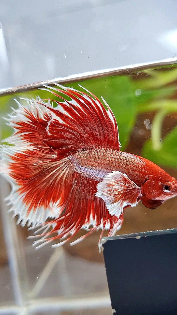 HALFMOON DOUBLE TAIL DUMBO EAR ROSEGOLD RED BETTA FISH