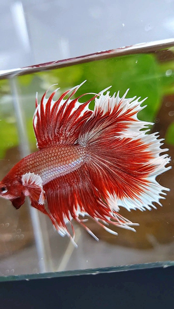 HALFMOON DOUBLE TAIL DUMBO EAR ROSEGOLD RED BETTA FISH